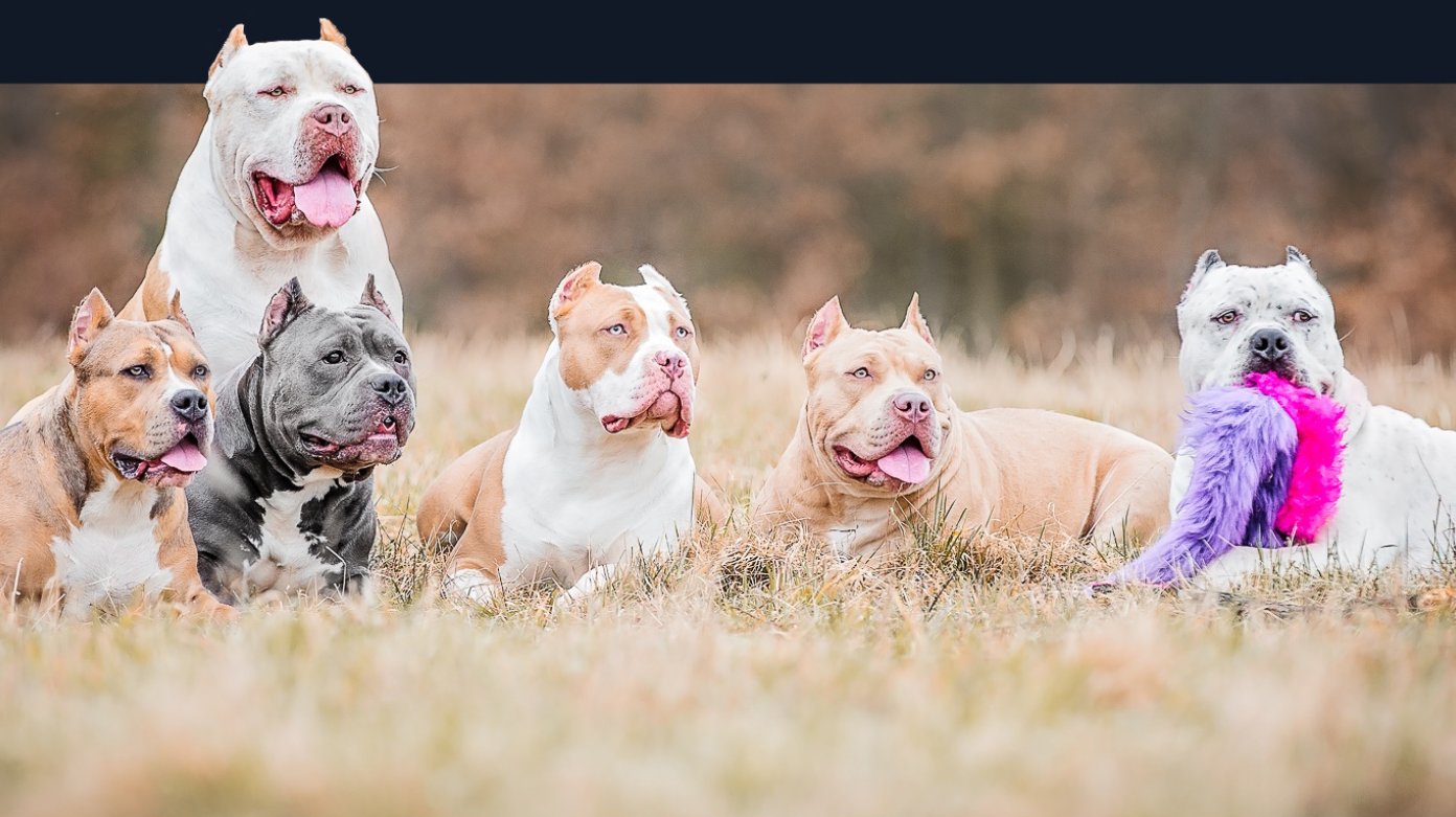 Royal Range parent dogs